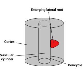 Draw what the original root and lateral root would look like | Quizlet