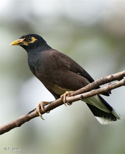 Acridotheres Tristis Linnaeus Merle Des Moluques Martin