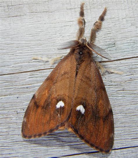 Rusty Tussock Moth– Identification, Life Cycle, Facts & Pictures