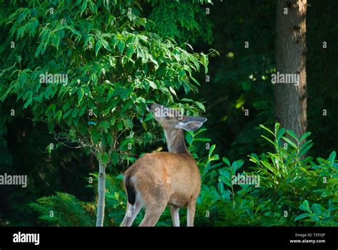 Deer In The Back Yard Stock Photo Alamy