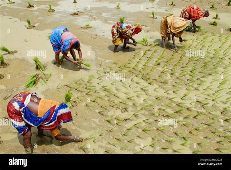 Rice cultivation india hi-res stock photography and images - Alamy