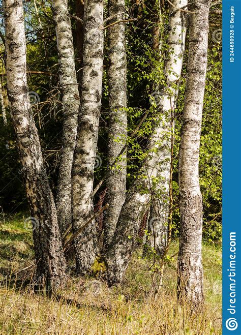 Birch Grove On A Sunny Spring Day Stock Photo Image Of Green Leaf