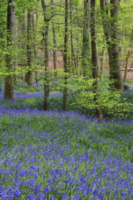 Bluebells Hyacinthoides Non Scripta Stock Image C057 7596