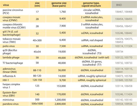 Smallest To Largest Cells