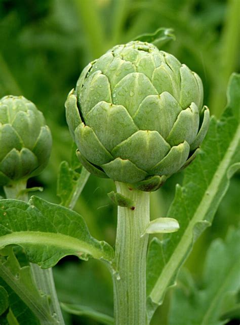 Artichoke Fruit Types History Nutrition Health Benefits Cultivation