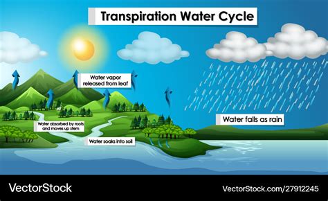 Diagram showing transpiration water cycle Vector Image