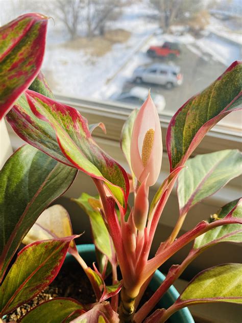 Red Aglaonema Flower: Meaning & Growing Guide - Plants Craze