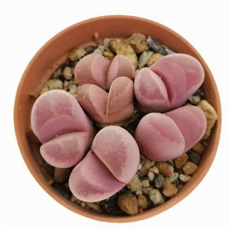 Lithops Optica Var Rubra Cm Aizoaceae Giromagi Vendita Piante