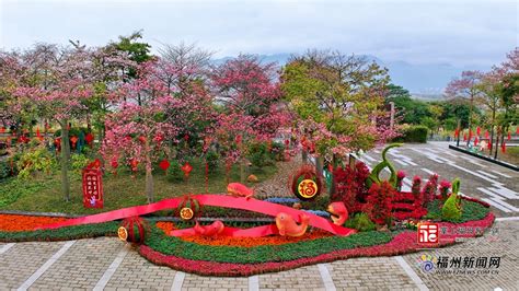 春节临近 超20万盆鲜花扮靓福州各大公园 焦点图 福州新闻网