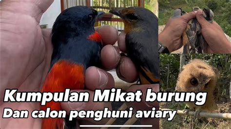 Kumpulan Video Mikat Burung Dan Calon Penghuni Aviary Kicaumania YouTube