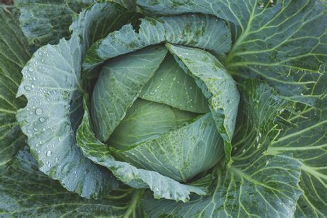 Green Cabbage · Free Stock Photo