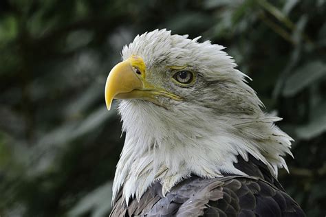 Águia Careca Pássaro Foto Gratuita No Pixabay