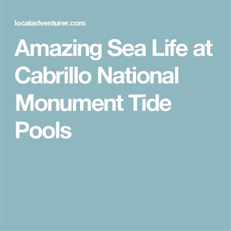 Amazing Sea Life At Cabrillo National Monument Tide Pools Cabrillo