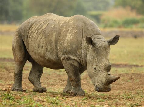 African White Rhino Side Profile Stock Photo Image Of Square Fauna