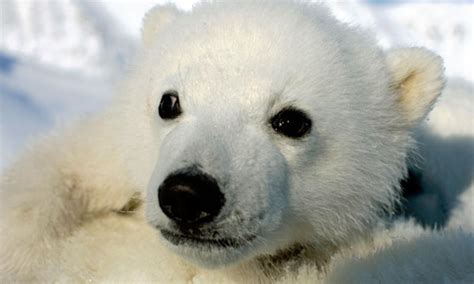 Polar Bear Cub | Photos | WWF