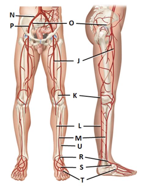 Arm Leg Blood Vessels Diagram Quizlet