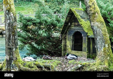 wooden duck house  res stock photography  images alamy