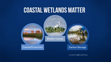 Coastal Wetlands at Risk | Climate Central