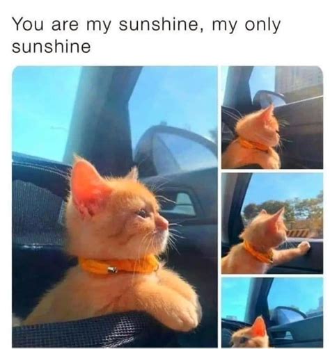 My ray of sunshine! : r/Catmemes