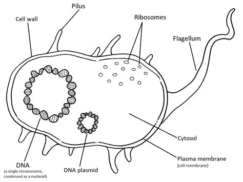 2 Prokaryotes Biology Libretexts