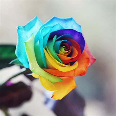 Rare Holland Rainbow Rose Flower Seeds — USA Garden Center