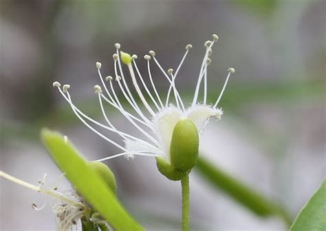 Capparis Sepiaria