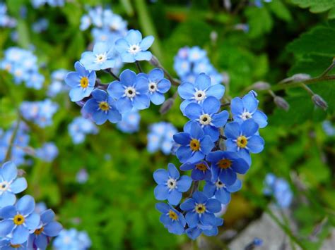 Free photo: Forget Me Not, Flower, Meadow - Free Image on Pixabay - 3966