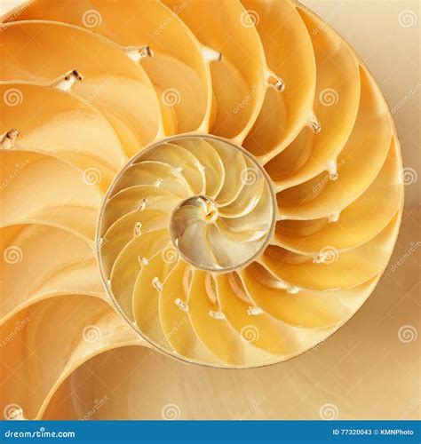 Nautilus shell stock image. Image of pattern, unique - 77320043