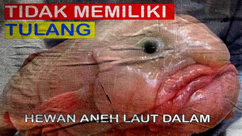 Hewan Aneh Dari Laut Dalam Terpantau Kamera Gurita Transparan