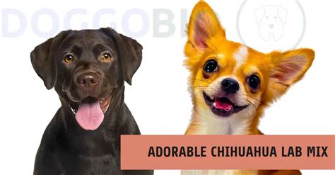 Chihuahua Lab Mix: Tiny, Loyal Love Bundle 2024