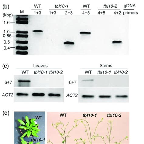 Isolation Of Homozygous Tbl10 Mutants Of Arabidopsis A Gene Model