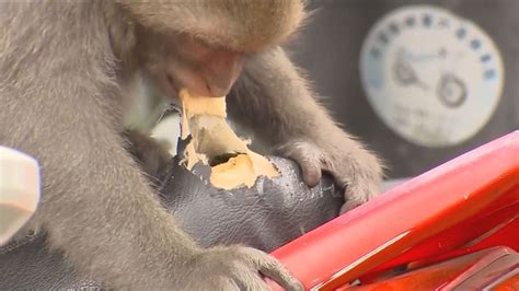 柴山機車放樹枝、綁繩 竟是防猴子撬開車廂