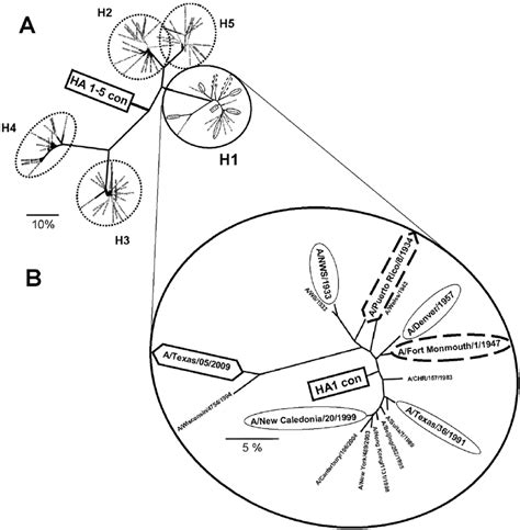 Phylogenetic Trees Showing The Wildtype Genetic Relationship Of