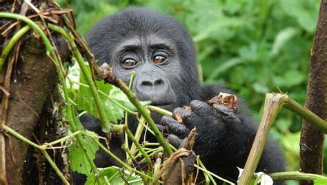 Africa Safari Wildlife Safaris Gorilla Trekking Chimpanzee