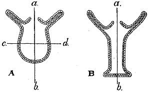 Hydrozoa Diagram