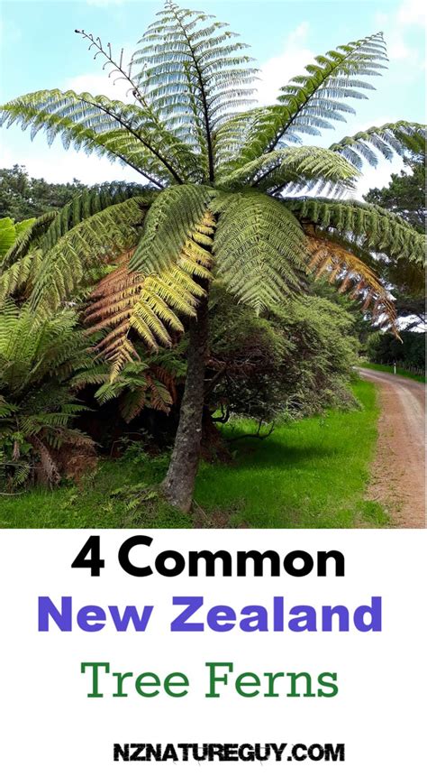 New Zealand has some beautiful tree ferns. This guide to 4 common tree ferns is super helpful. # ...