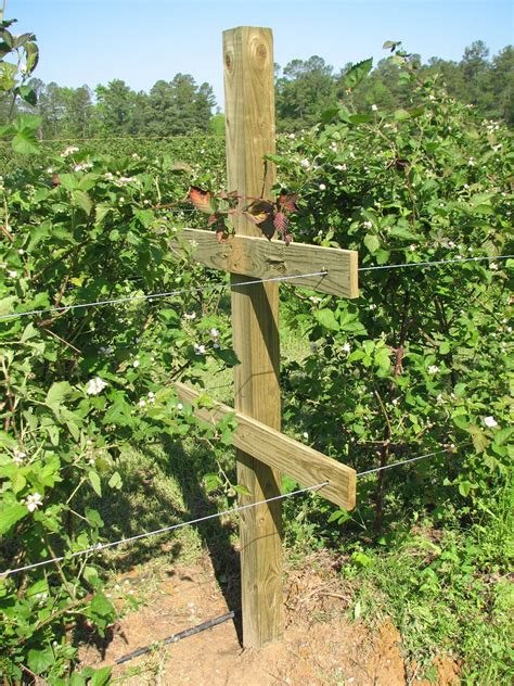 Blackberry Trellis Blackberry Trellis Fruit Garden Berry Garden