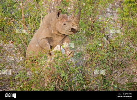 Two white rhinoceros mating, Etosha, Namibia, Africa Stock Photo - Alamy