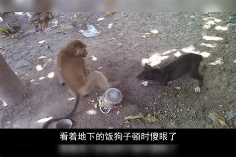 狗狗和猴子打架，猴子尽出“下三滥”的招式，镜头记录搞笑一幕猴子招式镜头