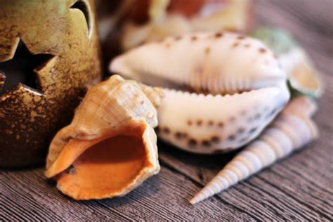 20+ Seashell Shell Sea Feng Shui Stock Photos, Pictures & Royalty-Free ...