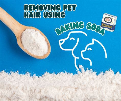 Tips And Tricks For Removing Pet Hair In Your Home