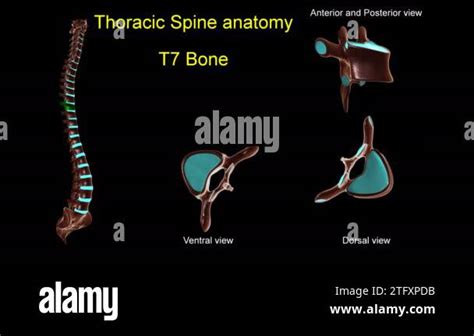 Thoracic spine T 7 bone anatomy for medical concept 3D animation with ...