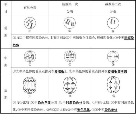 2019版高考生物二轮复习 专题四 细胞的生命历程自查学案word文档在线阅读与下载无忧文档