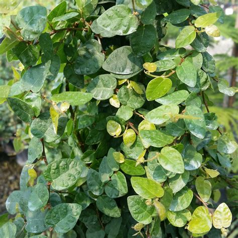 Ficus Repens Creeping Fig Mid Valley Trees