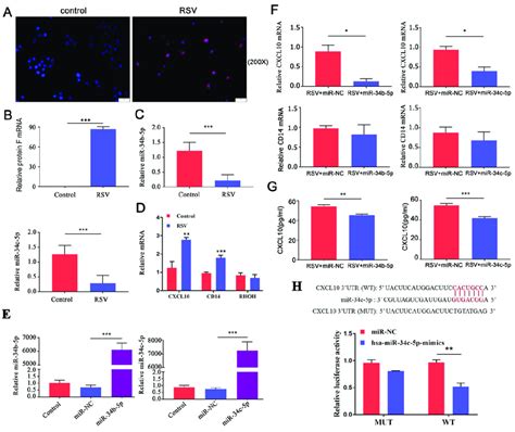 Downregulated Mir B C P Induced Cxcl Expression In Rsvinfected