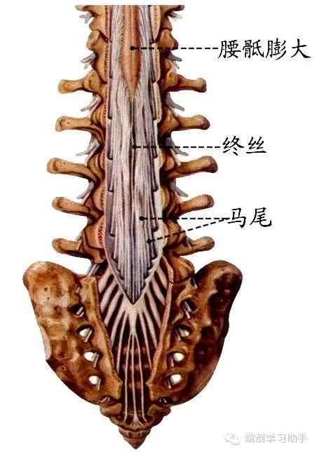 脊髓专栏 脊髓的结构和功能脊神经骨骼肌神经元脊髓专栏结构功能灰质四肢躯干反射中枢白质 健康界