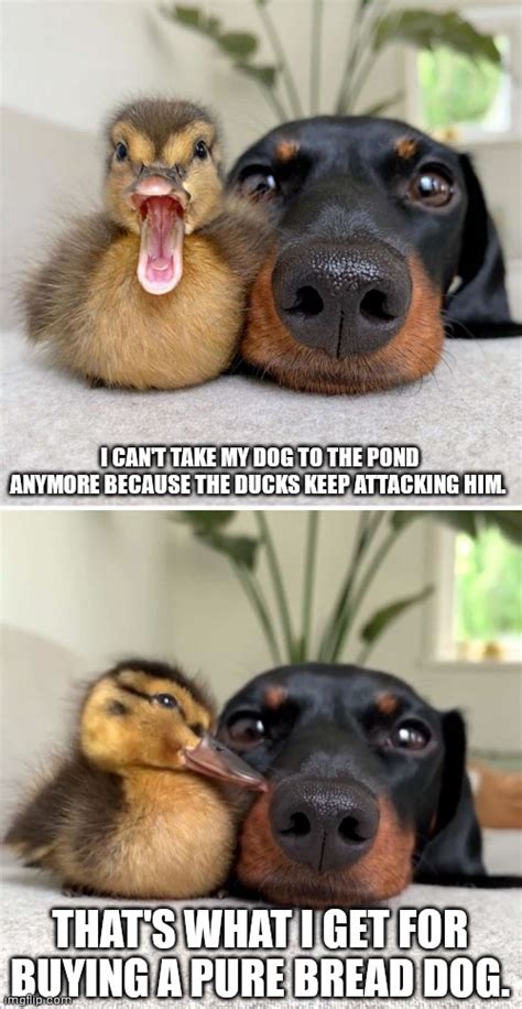 Punny Duck Imgflip