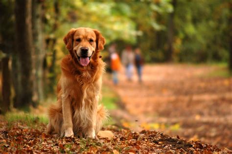 Free Sitting Dog Golden Retriever Stock Photo