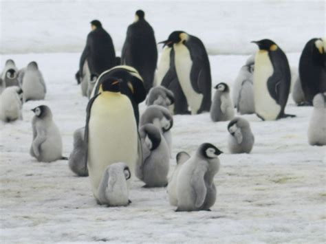 Major Emperor Penguin Breeding Ground Gone Barren Since 2016 - Business ...