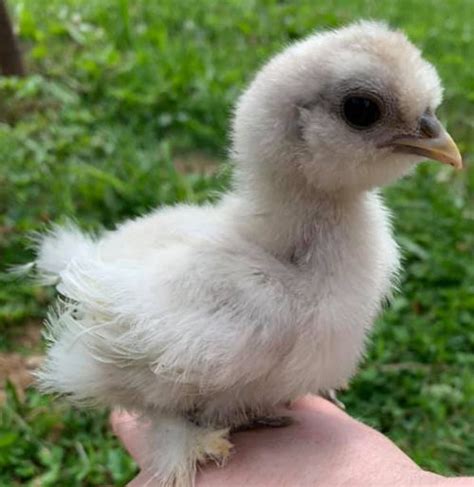 How Fast Do Silkie Chickens Grow Cluckin